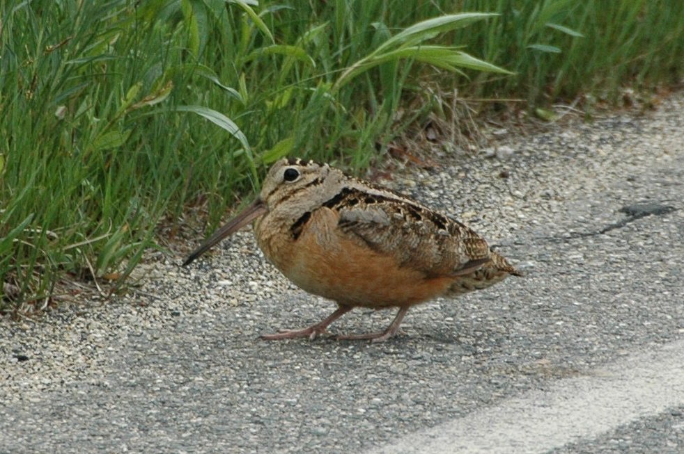 Woodcock, American, 2009-05112764L Parker River NWR, MA.jpg - American Woodcock. Parker River NWR, MA, 5-11-2009